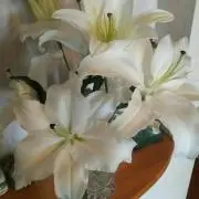 なおみ
