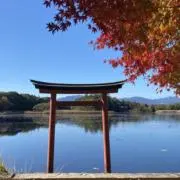 うずらの画像