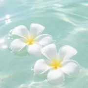 かぼちゃの画像