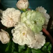 ちゃたんの画像