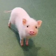 Hana ❁⃘プロフ読んで下さいの画像