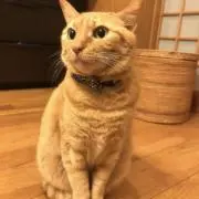 スズキの画像