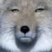 ハナの画像