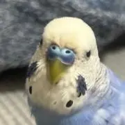 ララの画像