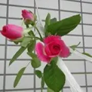 ななももの画像