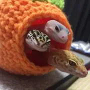 ぶたんく
