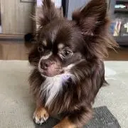 miki