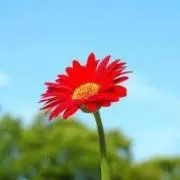 みぃ子の画像