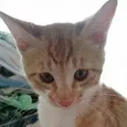 ホワイト