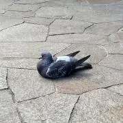 ゆうの画像