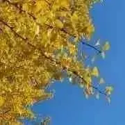 nao-koの画像