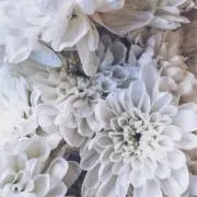 yak♡の画像