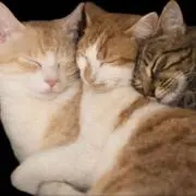 ねこ好き氏。の画像