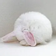 花❀。*
