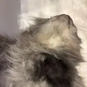 あも