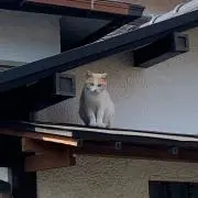 シズの画像