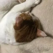 こたろう✽即購入◎無言◎同梱時送料分値引の画像