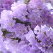 Amethystの画像
