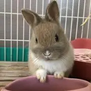 ぽっぽの画像