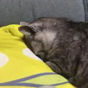 スバル