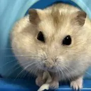 rokudenasiの画像
