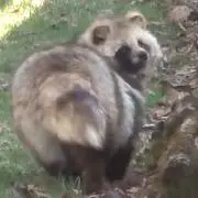たぬきのしっぽの画像