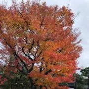 sa-chanの画像