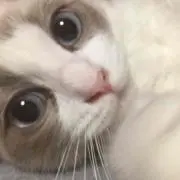 マーマ