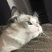 Seika【注意:多少猫の毛が付く】の画像