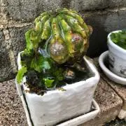 ❄︎SABO❄︎プロフ必読お願いします！の画像