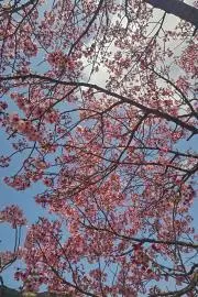 ゆきこの画像