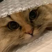 FFF