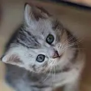 かゆの画像
