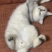 たろうの画像