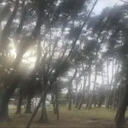 わっさーの画像