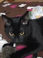てつ⭐︎ 猫いまーす⭐️
