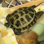 ちゃめたろーの画像