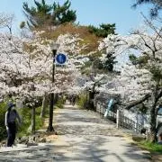 サクラ