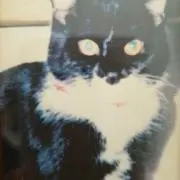 ミーちゃんの画像