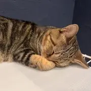 hamの画像