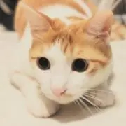 うり坊✨まとめ割◎の画像