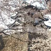 *miicha/プロフ必読!!*