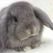 まつ