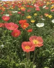 ぱちの画像