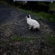 やまもんの画像
