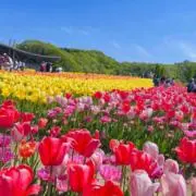 ゆずの画像
