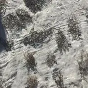 _の画像