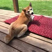 てん