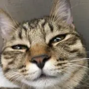 ももゆの画像