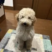 Wakuの画像